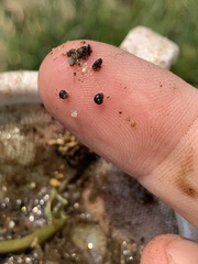 Pyrgulopsis gibba