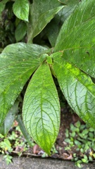 Columnea purpurata