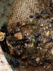 Pyrgulopsis gibba