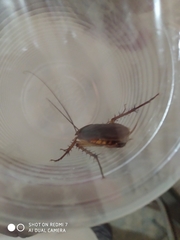 Periplaneta americana