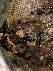 Pyrgulopsis gibba