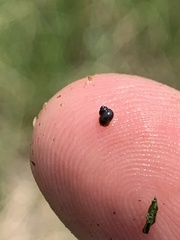 Pyrgulopsis gibba
