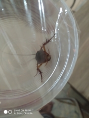 Periplaneta americana