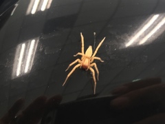 Araneae
