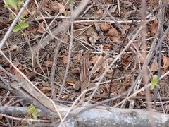 Medopheos edracanthus