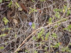 Tetramerium wasshausenii