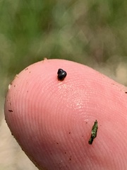 Pyrgulopsis gibba