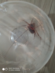 Periplaneta americana