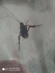 Periplaneta americana