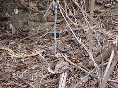 Medopheos edracanthus