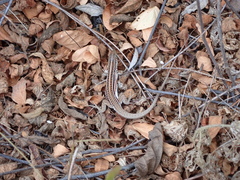 Medopheos edracanthus