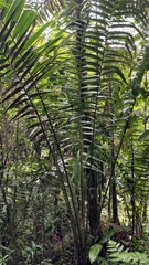 Elaeis guineensis