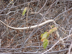 Oxybelis transandinus