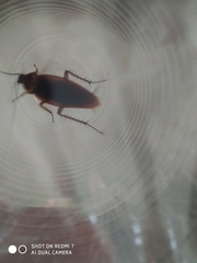 Periplaneta americana