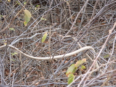 Oxybelis transandinus