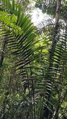 Elaeis guineensis