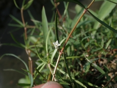Scleromitrion brachypodum