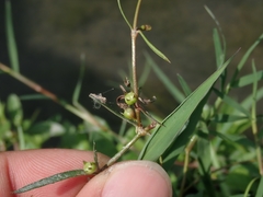 Scleromitrion brachypodum