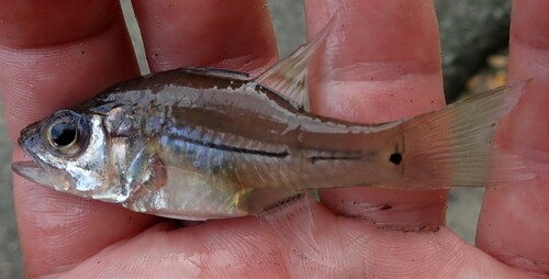 Humpback cardinalfish (Fibramia lateralis) — Apogonidae — 2
