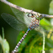 Lake Darner - Photo (c) Greg Lasley, some rights reserved (CC BY-NC), uploaded by Greg Lasley
