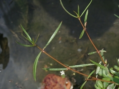 Scleromitrion brachypodum