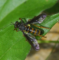 Asilidae