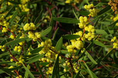 Acacia beckleri