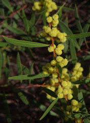 Acacia beckleri