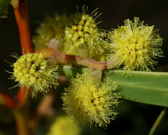 Acacia beckleri