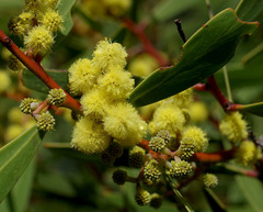Acacia beckleri