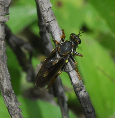 Asilidae
