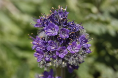 Phacelia lyallii