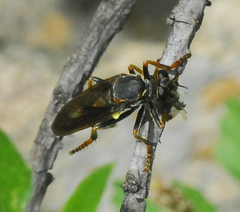 Asilidae