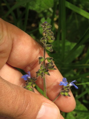 Salvia palifolia
