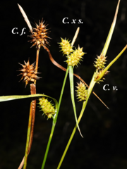 Carex × subviridula