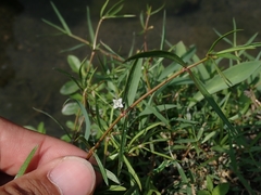 Scleromitrion brachypodum