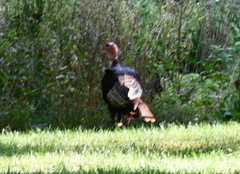 Meleagris gallopavo