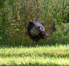 Meleagris gallopavo