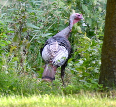 Meleagris gallopavo