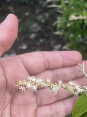 Croton ciliatoglandulifer