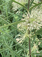 Asclepias hirtella