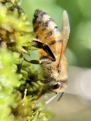 Apis mellifera