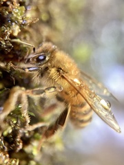 Apis mellifera