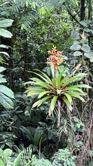 Guzmania scherzeriana