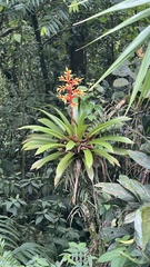 Guzmania scherzeriana