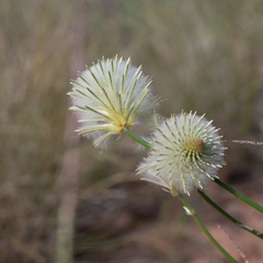 Ptilotus xerophilus