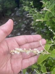 Croton ciliatoglandulifer
