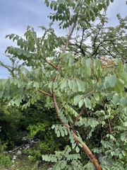 Pseudosmodingium perniciosum