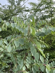 Pseudosmodingium perniciosum