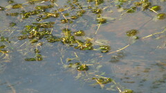 Potamogeton crispus